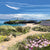 Sea Pink, Llanddwyn Print (Ltd. Ed)
