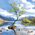 Lonely Tree Card